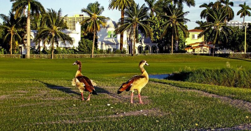 why-are-golf-terms-all-bird-names